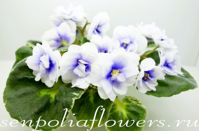 Фиалка Р-Девочка моя Синеглазая (Зуб В.)